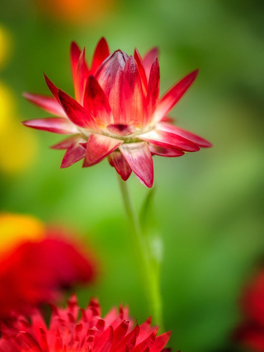 Los maravillosos beneficios de la flor de Jamaica