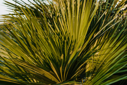 Saw Palmetto para Mujeres: La Planta que Transforma la Salud Hormonal y Capilar Femenina